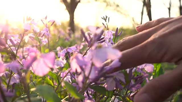 手触春花视频素材