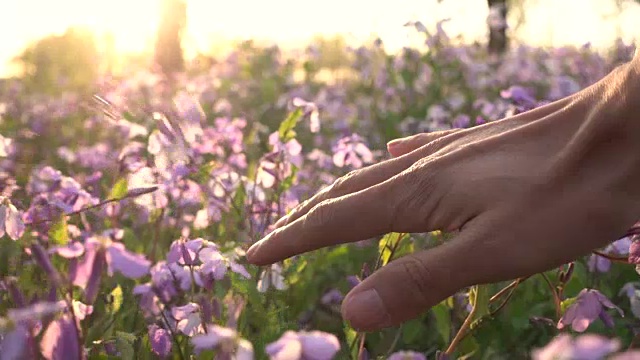 手触春花视频素材