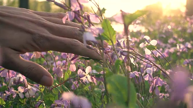 手触春花视频素材