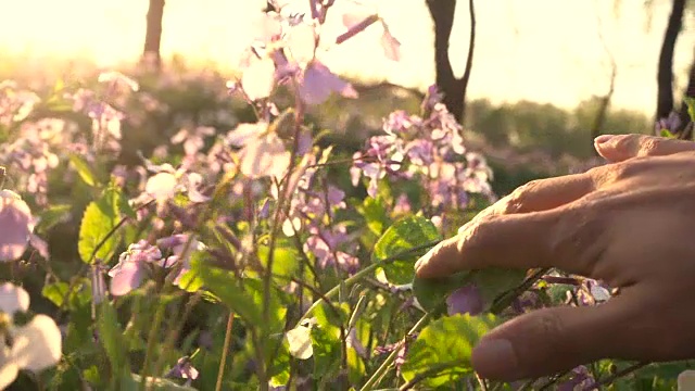 手触春花视频素材