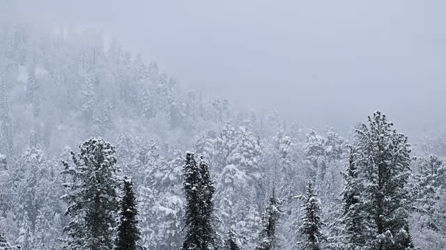 冬季，特勒茨科湖岸边的针叶林被大雪覆盖视频素材