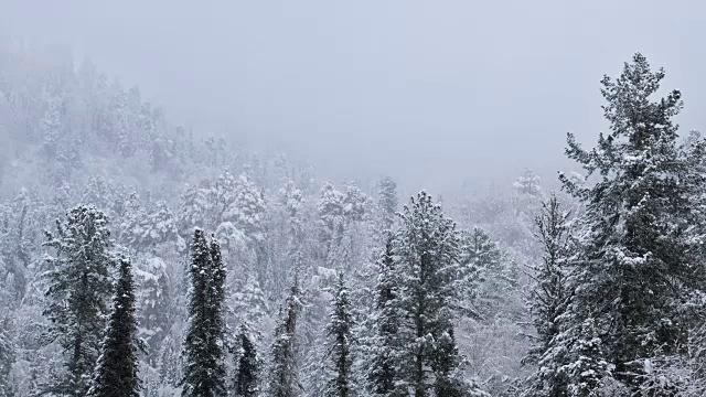 冬季，特勒茨科湖岸边的针叶林被大雪覆盖视频素材