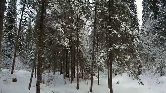 在特勒茨科湖岸边的特维内克(第三河)河上，在冬天大雪覆盖下的针叶林的步道上行走视频素材