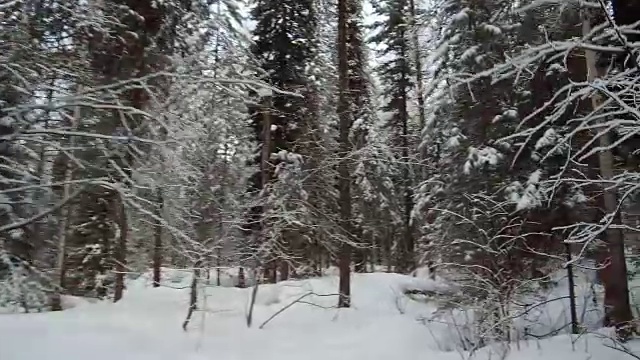 在特勒茨科湖岸边的特维内克(第三河)河上，在冬天大雪覆盖下的针叶林的步道上行走视频素材