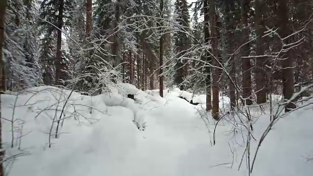 在特勒茨科湖岸边的特维内克(第三河)河上，在冬天大雪覆盖下的针叶林的步道上行走视频素材