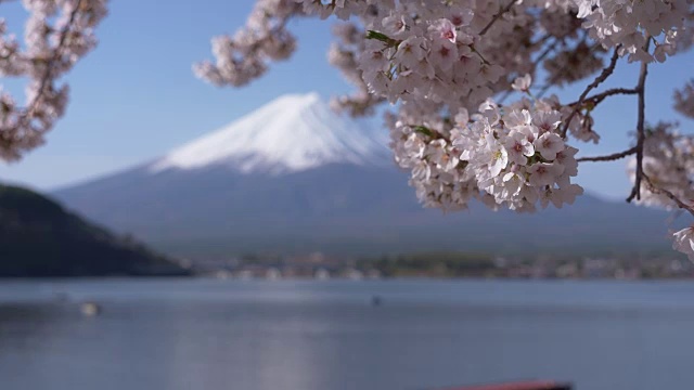 樱花随风摇曳，背景是富士山视频素材