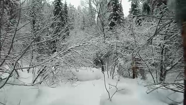 在特勒茨科湖岸边的特维内克(第三河)河上，在冬天大雪覆盖下的针叶林的步道上行走视频素材