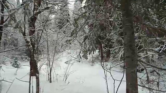 在特勒茨科湖岸边的特维内克(第三河)河上，在冬天大雪覆盖下的针叶林的步道上行走视频素材