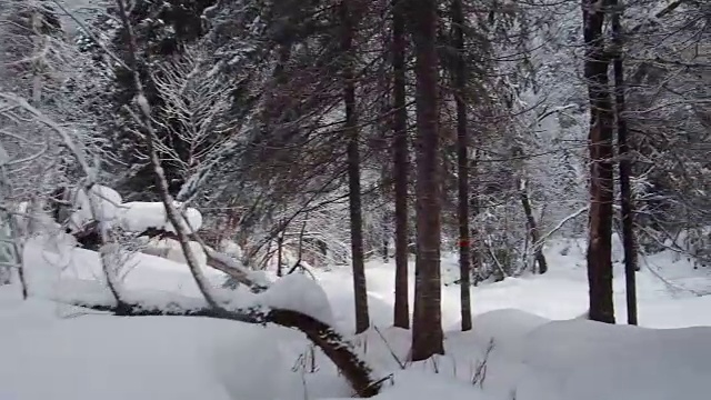 在特勒茨科湖岸边的特维内克(第三河)河上，在冬天大雪覆盖下的针叶林的步道上行走视频素材