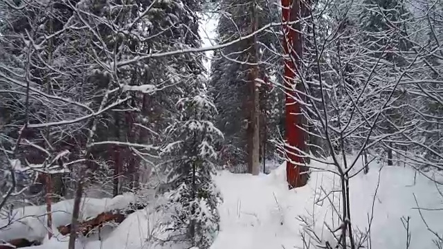 在特勒茨科湖岸边的特维内克(第三河)河上，在冬天大雪覆盖下的针叶林的步道上行走视频素材