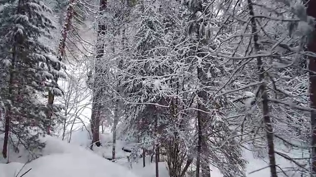 在特勒茨科湖岸边的特维内克(第三河)河上，在冬天大雪覆盖下的针叶林的步道上行走视频素材