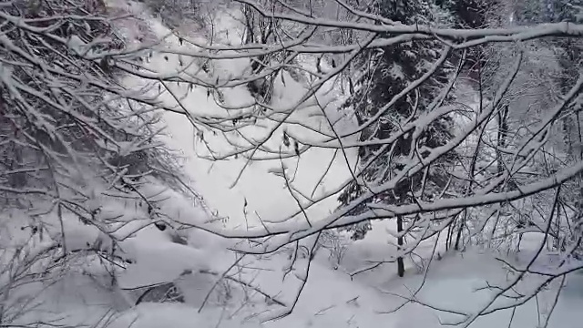 在特勒茨科湖岸边的特维内克(第三河)河上，在冬天大雪覆盖下的针叶林的步道上行走视频素材