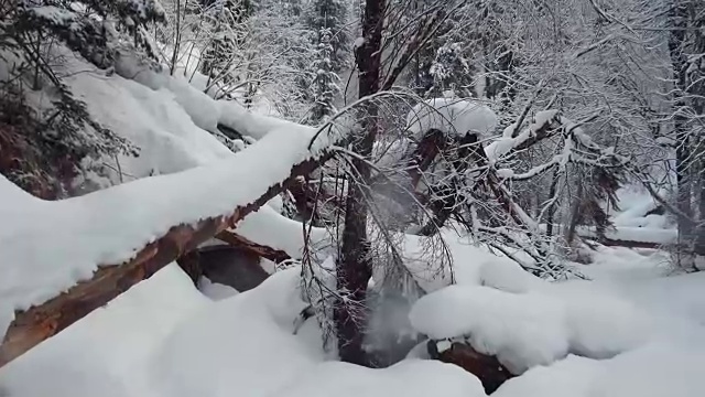 在特勒茨科湖岸边的特维内克(第三河)河上，在冬天大雪覆盖下的针叶林的步道上行走视频素材