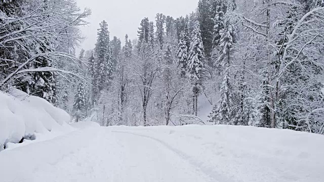 冬季森林公路上的特勒茨科湖岸边大雪视频素材