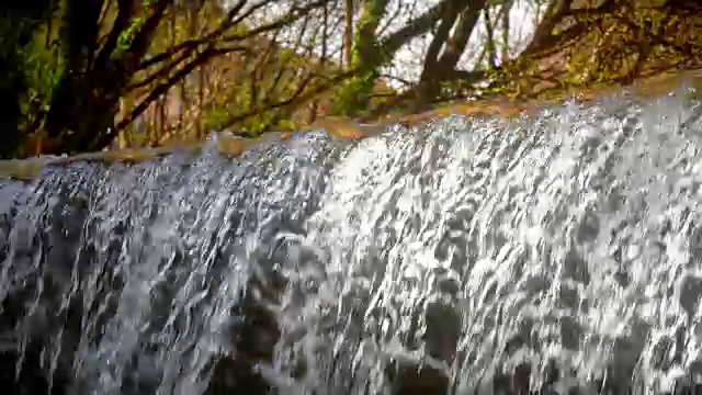 雨季湿植物特写视频素材