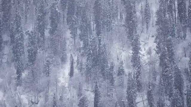 冬季，特勒茨科湖岸边的针叶林被大雪覆盖。视频素材