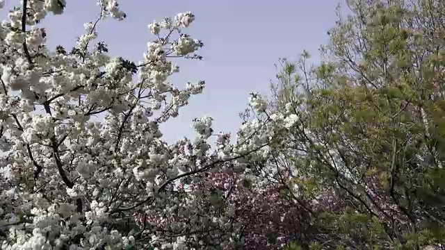 北京樱花盛开的季节视频素材