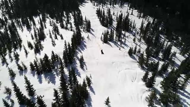 独自在绿色森林树木空中的雪地摩托视频素材