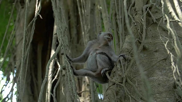 一只猕猴在两棵树中间四处张望视频素材