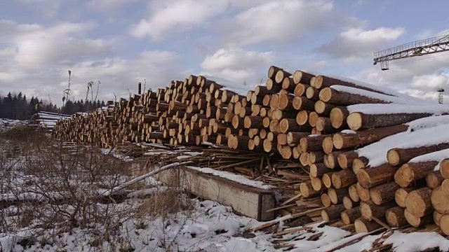 在冬天阳光明媚的日子里，许多被砍伐的树木被雪覆盖着视频素材