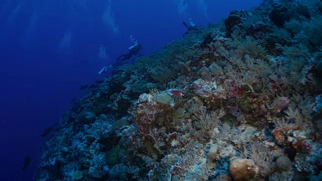 海底潜水，珊瑚礁，蓝角，帕劳视频素材