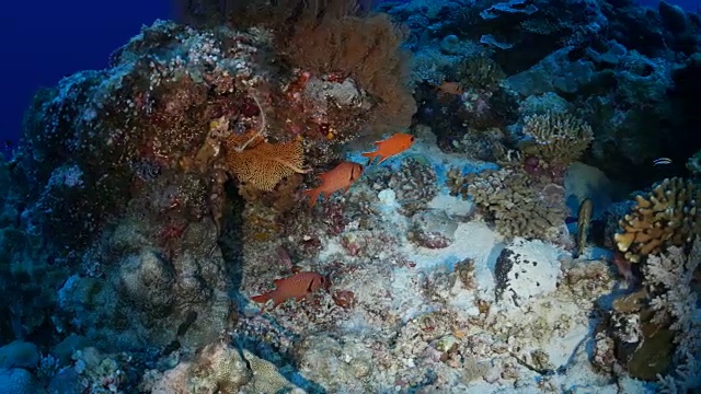 Soldierfish、帕劳、密克罗尼西亚视频素材