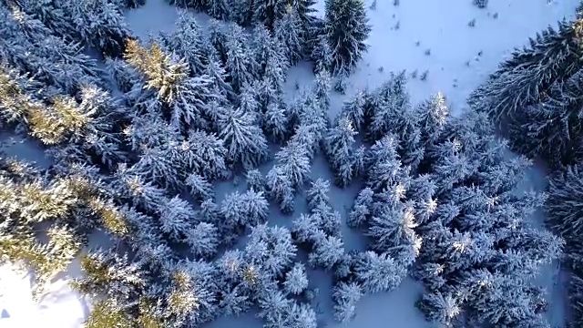 空中从上到下拍摄的冬季云杉雪林视频素材