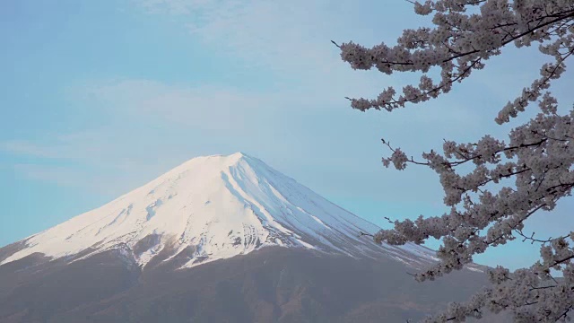 富士山和川口湖的樱花视频下载