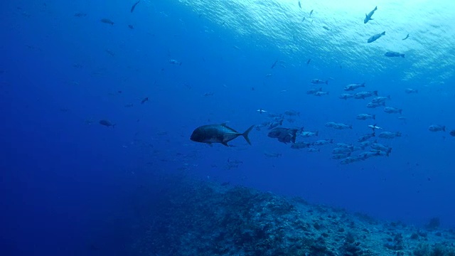 大鲹鱼在海底视频素材