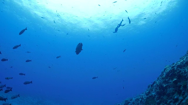 帕劳海珊瑚礁中的驼背濑鱼视频素材