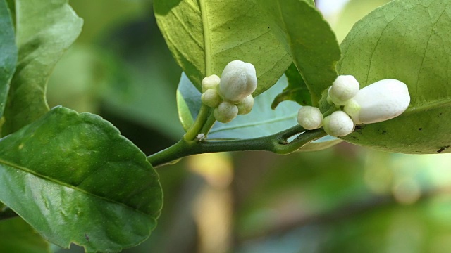 酸橙花视频素材