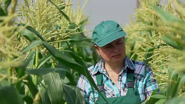 一名农妇在检查玉米植株视频素材