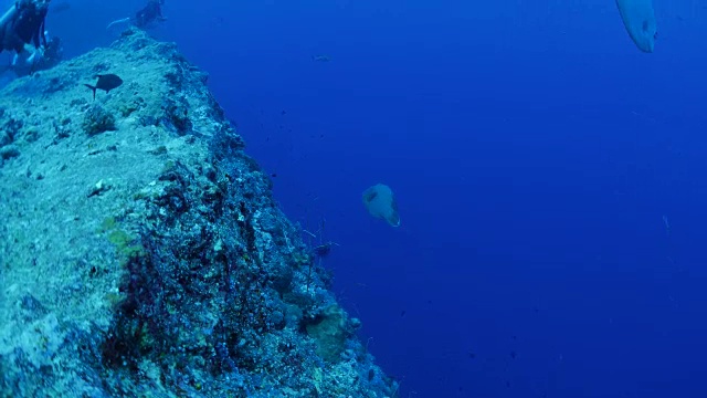 帕劳深海珊瑚礁上的拿破仑濑鱼视频素材