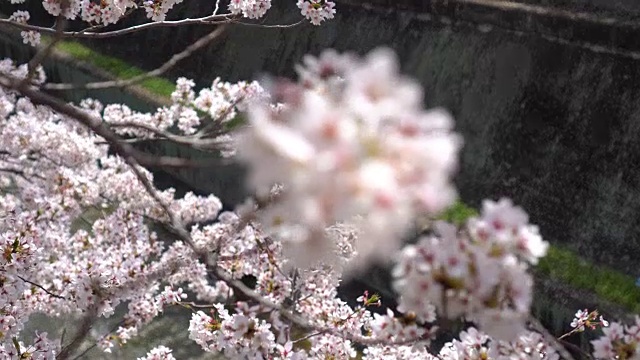 樱花又名樱花与河流的背景视频素材