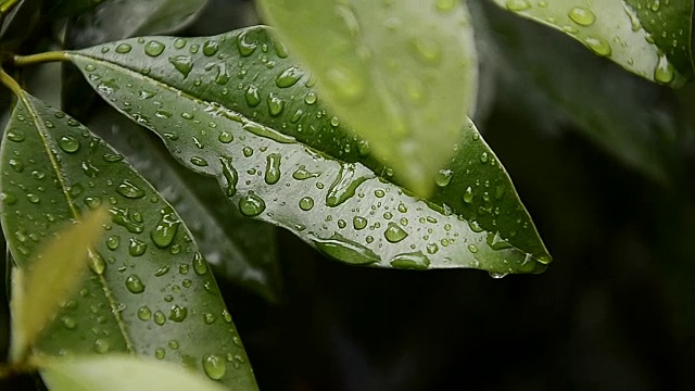 雨滴落在树叶上，雨后是大自然的清新视频素材