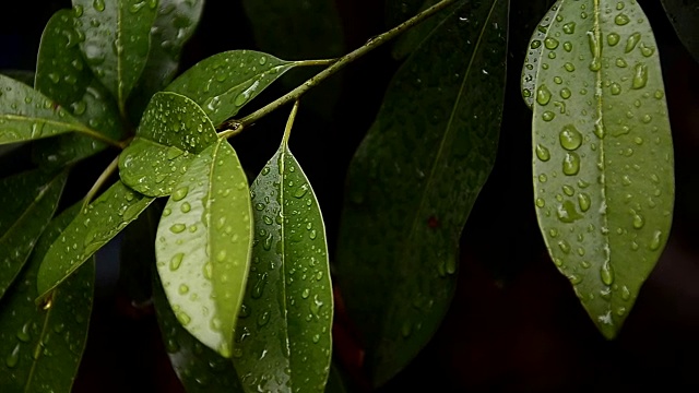 雨滴落在树叶上，雨后是大自然的清新视频素材