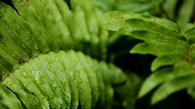 雨滴落在树叶上，雨后是大自然的清新视频素材