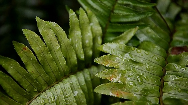 雨滴落在树叶上，雨后是大自然的清新视频素材