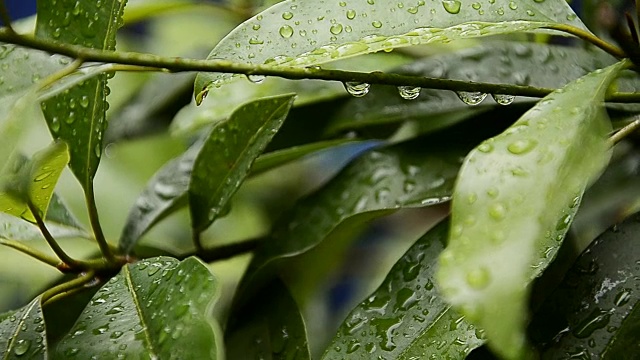 雨滴落在树叶上，雨后是大自然的清新视频素材