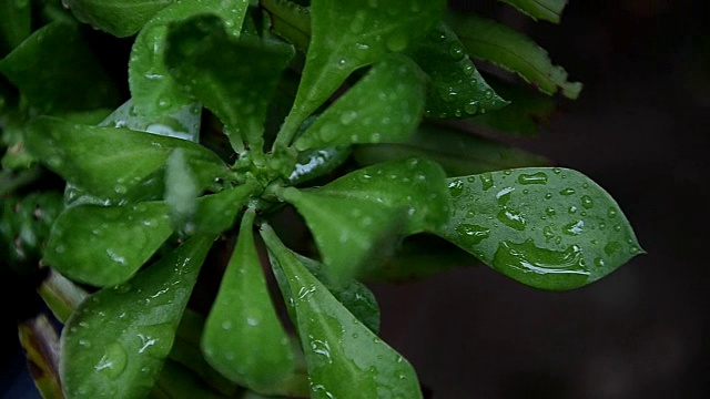 雨滴落在树叶上，雨后是大自然的清新视频素材