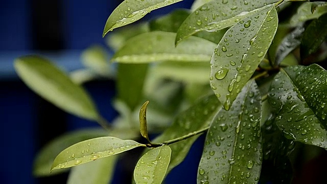 雨滴落在树叶上，雨后是大自然的清新视频素材