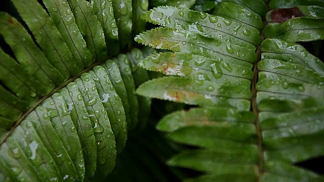 雨滴落在树叶上，雨后是大自然的清新视频素材