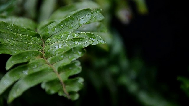 雨滴落在树叶上，雨后是大自然的清新视频素材