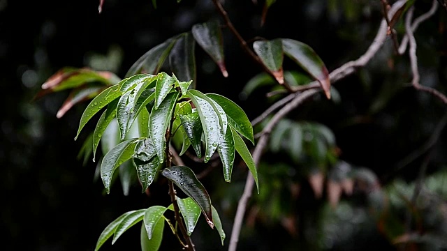 雨滴落在树叶上，雨后是大自然的清新视频素材