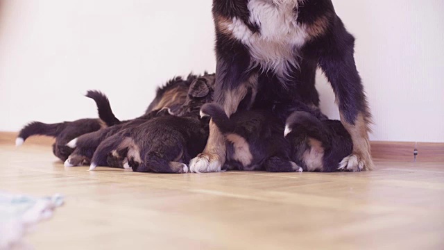 伯尔尼牧羊犬母狗在喂小狗视频素材