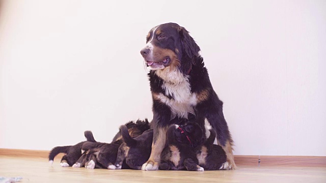 伯尔尼牧羊犬母狗在喂小狗视频素材