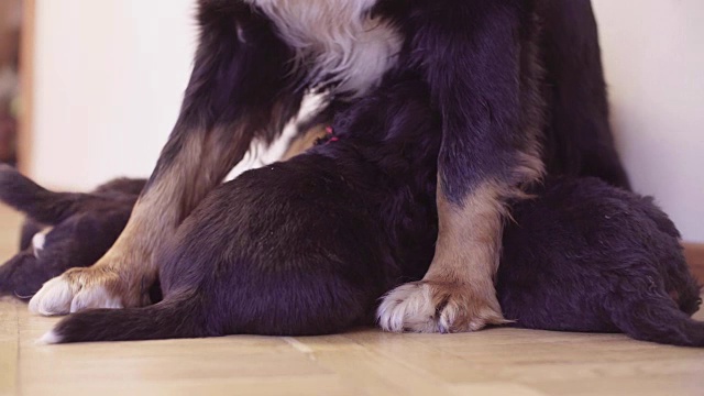 伯尔尼牧羊犬母狗在喂小狗视频素材