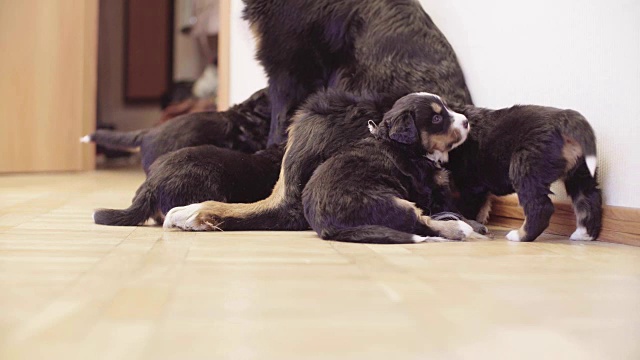 伯尔尼牧羊犬母狗在喂小狗视频素材