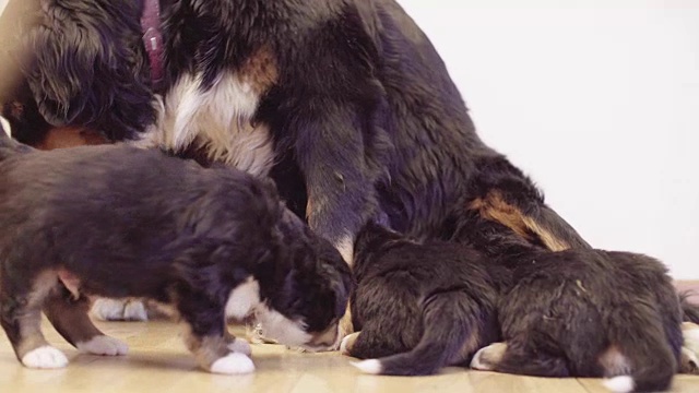 伯尔尼牧羊犬母狗在喂小狗视频素材