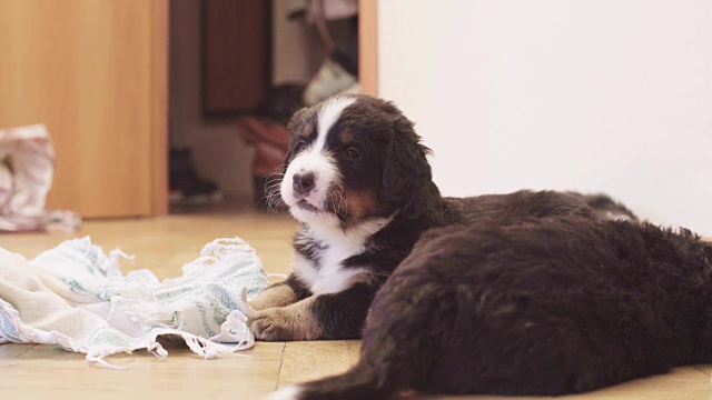 伯尔尼牧羊犬咬小狗和玩鞋视频素材